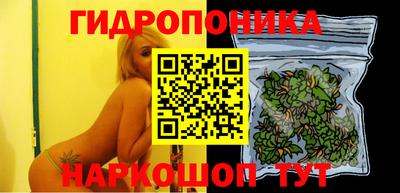 крисы Можга